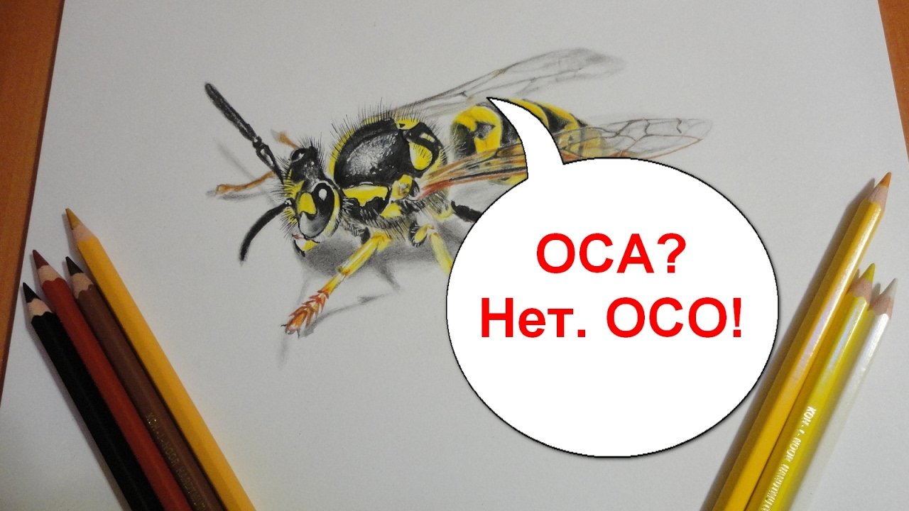 разновидности ордеров